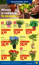 Gazetka promocyjna Lidl - Gazetka ważna od 20.04 do 22.04 - Gazetka - ważna od 22.04 do 22.04.2026 - strona 87 - produkty: Tulipan, Truskawki, Kosz, Bukiet, Pomidory