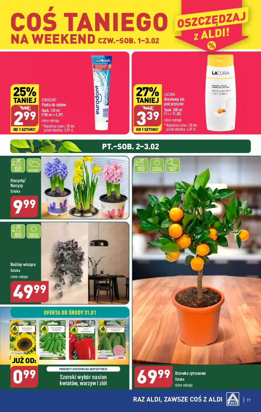 Gazetka promocyjna Aldi - Pełna oferta - ważna 29.01 do 03.02.2024 - strona 19 - produkty: Hiacynt, Narcyz, Pasta do zębów