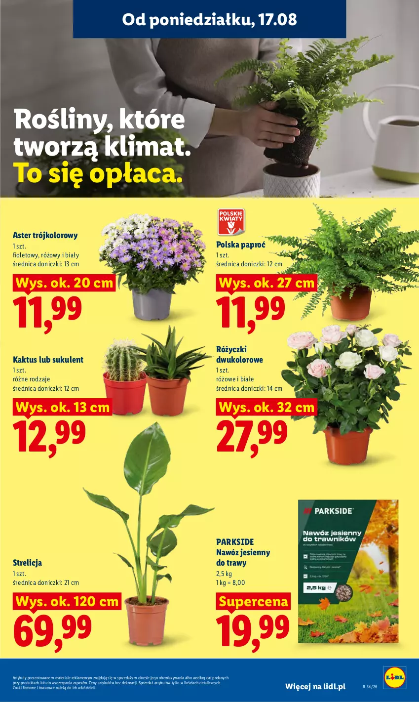 Gazetka promocyjna Lidl - Gazetka ważna od 17.08 do 19.08 - ważna 17.08 do 19.08.2026 - strona 77 - produkty: Kaktus, Nawóz, Parkside, Sukulent