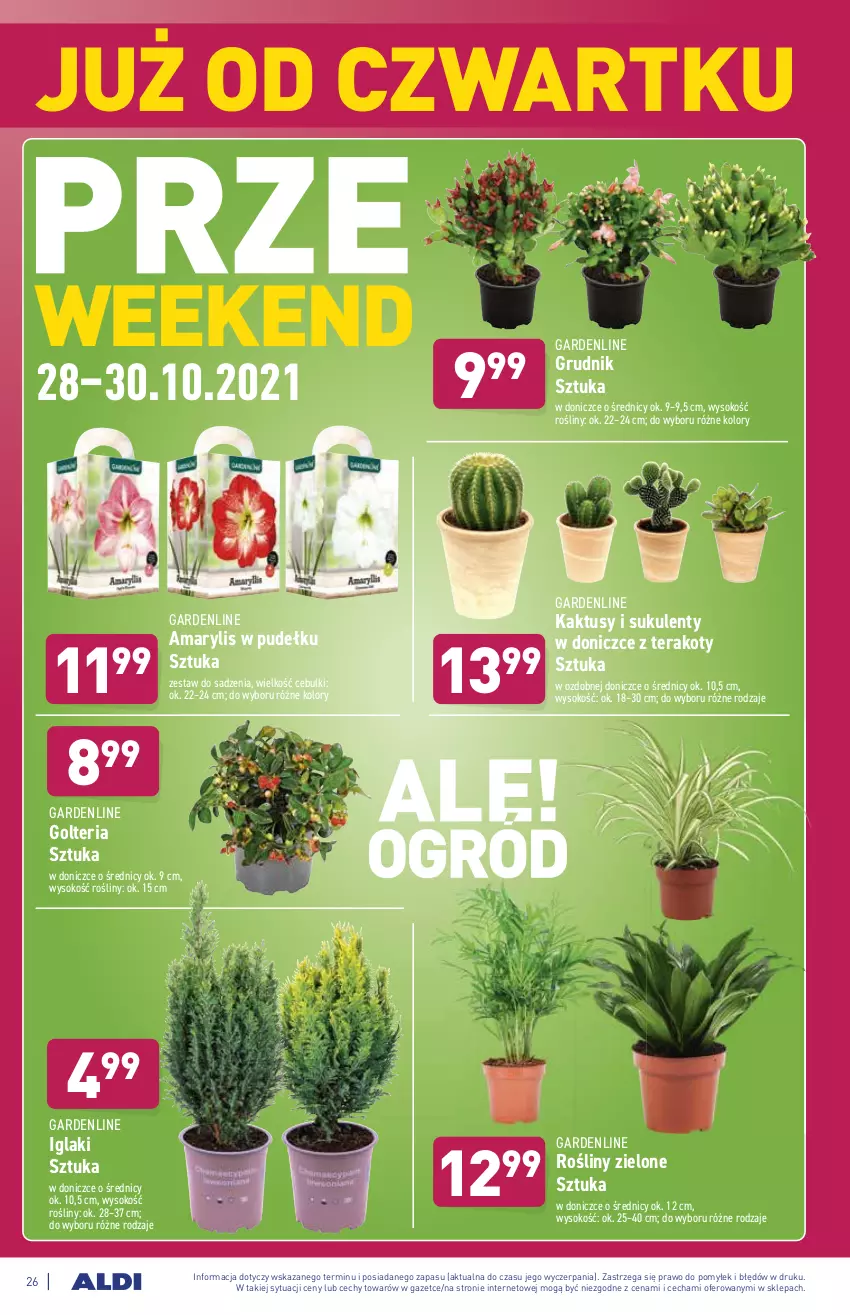 Gazetka promocyjna Aldi - Katalog spożywczy - ważna 25.10 do 30.10.2021 - strona 26 - produkty: Amarylis, Kaktus, Sok, Sukulent, Tera