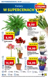 Gazetka promocyjna Lidl - GAZETKA - Gazetka - ważna od 26.01 do 26.01.2022 - strona 59 - produkty: Sos, Sok, Noż, Koc, Hiacynt, Amarylis, Tera, Bukiet