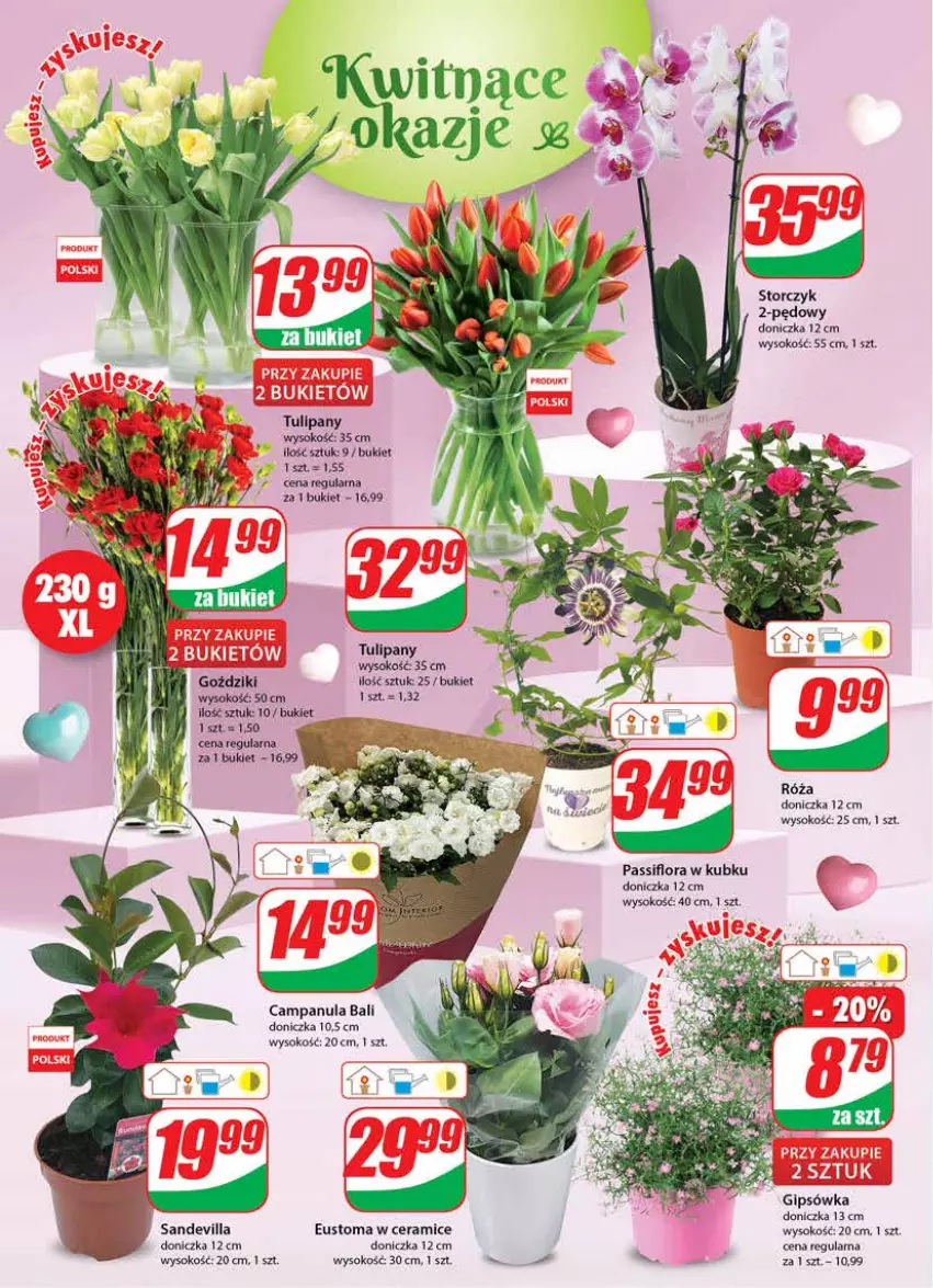 Gazetka promocyjna Dino - Gazetka - ważna 25.05 do 31.05.2022 - strona 20 - produkty: Bukiet, Campanula, Flora, Róża, Sok, Storczyk