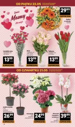 Gazetka promocyjna Delikatesy Centrum - Franczyza DC21 Czwartek - Gazetka - ważna od 27.05 do 27.05.2026 - strona 4 - produkty: Tulipan, Storczyk, Bukiet
