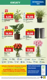 Gazetka promocyjna Lidl - GAZETKA - Gazetka - ważna od 18.06 do 18.06.2025 - strona 65 - produkty: Sok, Por, Gra, Gerber, Cień, O nas, Portal, Tera, Wazon, Laur, Mola, Bukiet