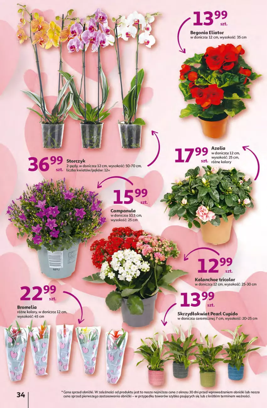 Gazetka promocyjna Auchan - Gazetka KORZYŚCI z kartą SKARBONKA Hipermarket Auchan - ważna 02.02 do 08.02.2023 - strona 34 - produkty: Bromelia, Campanula, Kalanchoe, O nas, Sok, Storczyk