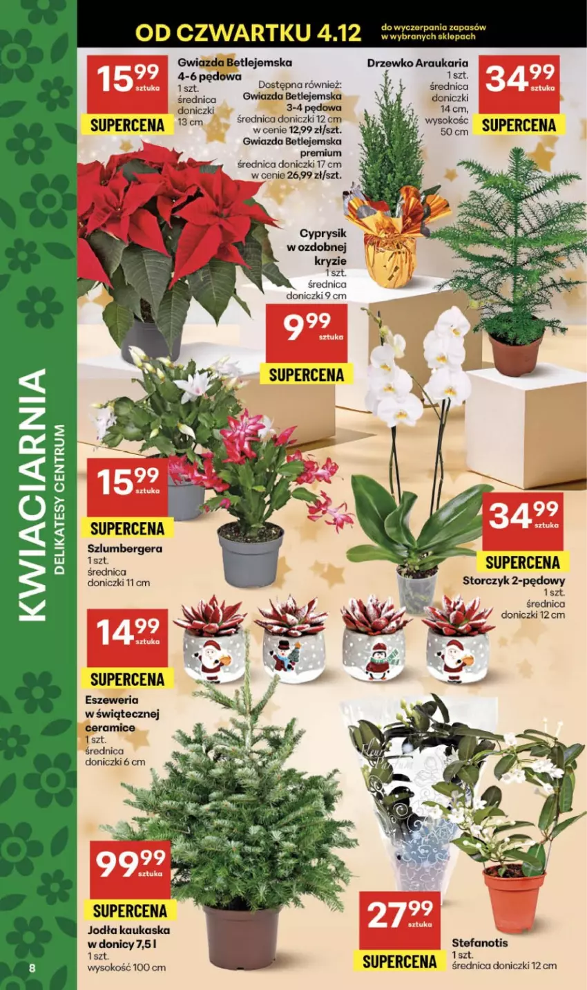 Gazetka promocyjna Delikatesy Centrum - Franczyza DC49 Czwartek - ważna 04.12 do 10.12.2025 - strona 8 - produkty: Cyprysik, Fa, Gwiazda, Kask, Rum, Sok, Storczyk, Szlumbergera