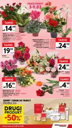 Gazetka promocyjna Intermarche - Gazetka Intermarche - Gazetka - ważna od 11.03 do 11.03.2026 - strona 11 - produkty: Ser, Rum, Gerber, Serum do twarzy, Tulipan, Róża, Chia, Primula, Serum, Storczyk, Bukiet, Narcyz