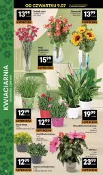 Gazetka promocyjna Delikatesy Centrum - Franczyza DC28 Czwartek - Gazetka - ważna od 15.07 do 15.07.2026 - strona 38 - produkty: Hibiskus, Chodnik, Róża, Bukiet
