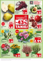 Gazetka promocyjna Kaufland - Kaufland - Gazetka - ważna od 09.10 do 09.10.2024 - strona 13 - produkty: Chryzantema, Gruszki, Winogrona, Wino