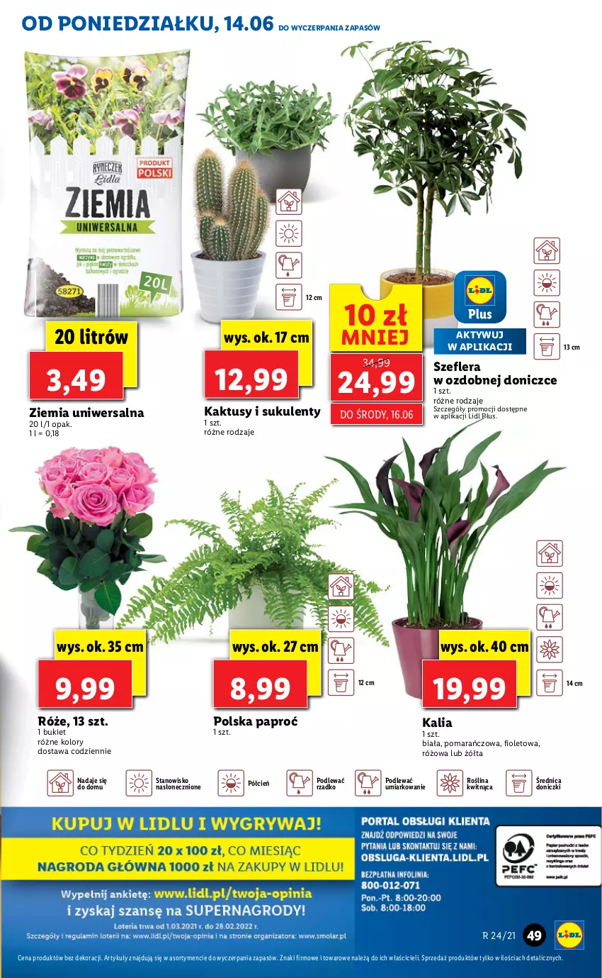 Gazetka promocyjna Lidl - GAZETKA - ważna 14.06 do 16.06.2021 - strona 49 - produkty: Bukiet, Cień, Kaktus, O nas, Sukulent