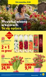 Gazetka promocyjna Lidl - Gazetka ważna od 9.04 do 11.04 - Gazetka - ważna od 11.04 do 11.04.2026 - strona 65 - produkty: Tulipan, Bukiet