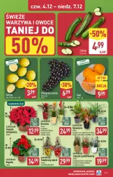 Gazetka promocyjna Aldi - Pełna oferta - Gazetka - ważna od 07.12 do 07.12.2025 - strona 41 - produkty: Warzywa, Cyprysik, Warzywa i owoce, Cytryny, Kaki, Gwiazda, Winogrona, Bromelia, Owoce, Wino
