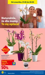 Gazetka promocyjna Lidl - Gazetka ważna od 21.05 do 23.05 - Gazetka - ważna od 23.05 do 23.05.2026 - strona 12 - produkty: Gra, Storczyk, Grafika