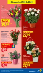 Gazetka promocyjna Lidl - Gazetka ważna od 21.05 do 23.05 - Gazetka - ważna od 23.05 do 23.05.2026 - strona 13 - produkty: Sok, Tulipan, Bukiet