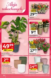 Gazetka promocyjna Auchan - Gazetka 30 Lat Hipermarket Auchan - Gazetka - ważna od 11.02 do 11.02.2026 - strona 14 - produkty: Sok, Kalanchoe, Tera, Storczyk, Osłonka