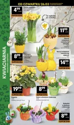 Gazetka promocyjna Delikatesy Centrum - Franczyza DC13 Czwartek - Gazetka - ważna od 01.04 do 01.04.2026 - strona 26 - produkty: Rzeżucha, Bukiet, Narcyz