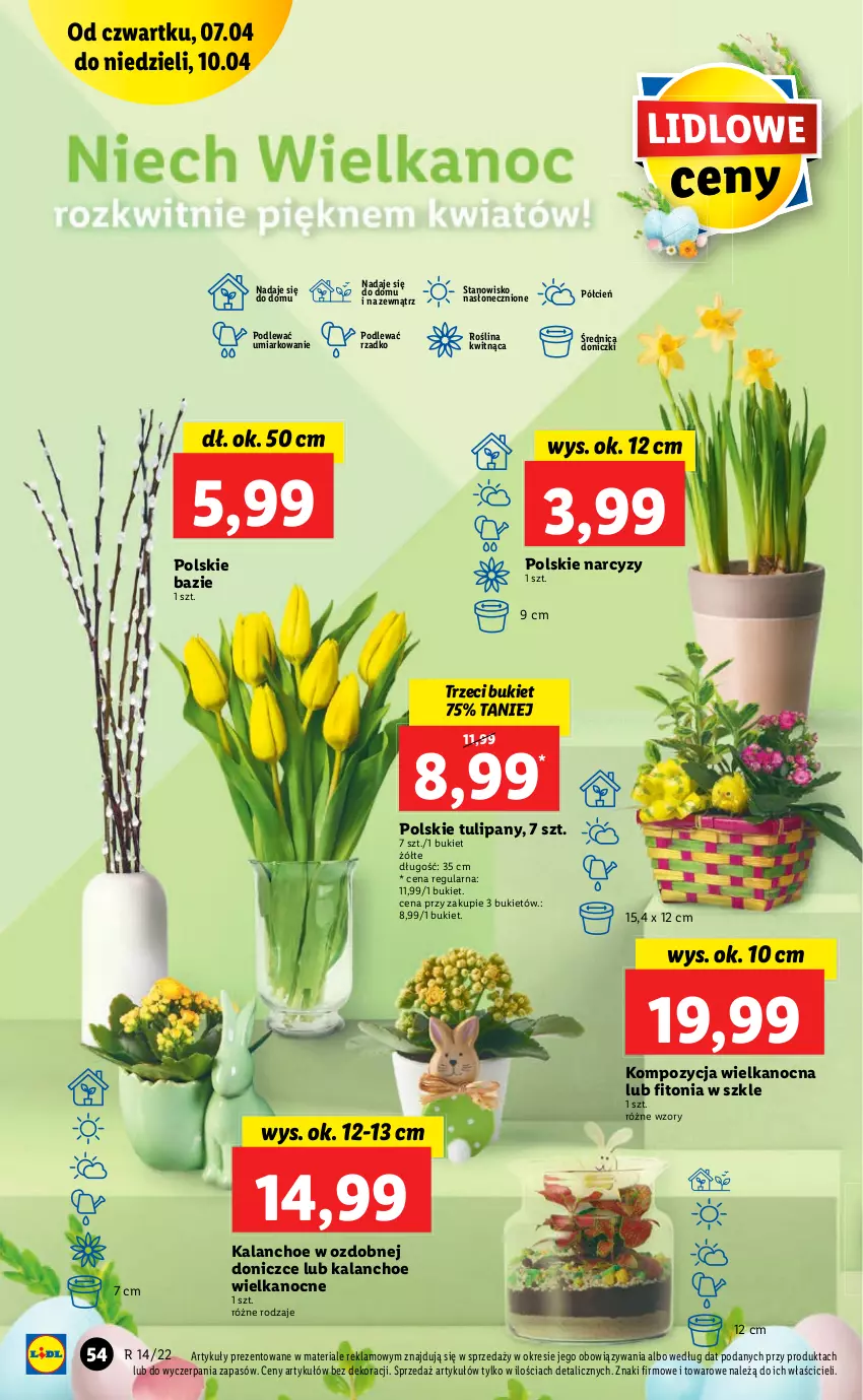 Gazetka promocyjna Lidl - GAZETKA - ważna 07.04 do 10.04.2022 - strona 54 - produkty: Bukiet, Cień, Kalanchoe, Narcyz, O nas, Tulipan