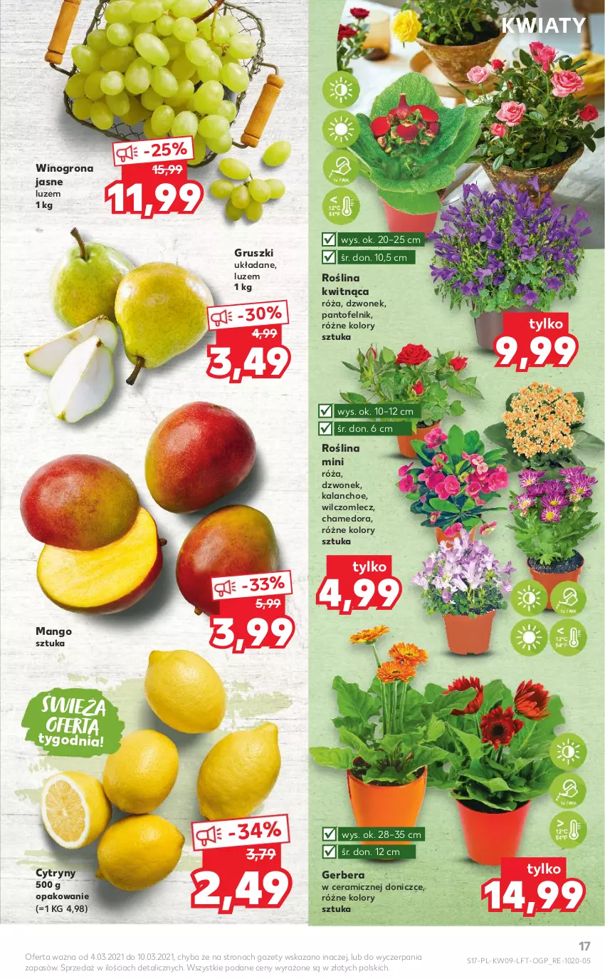 Gazetka promocyjna Kaufland - Oferta tygodnia - ważna 03.03 do 09.03.2021 - strona 17 - produkty: Cytryny, Dzwonek, Gerber, Gruszki, Kalanchoe, Mango, Róża, Wino, Winogrona