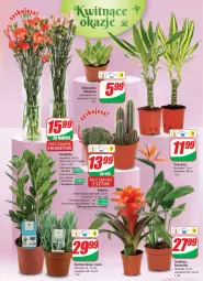 Gazetka promocyjna Dino - Gazetka 1 - Gazetka - ważna od 09.01 do 09.01.2024 - strona 19 - produkty: Sok, Kaktus, Bromelia, Bukiet