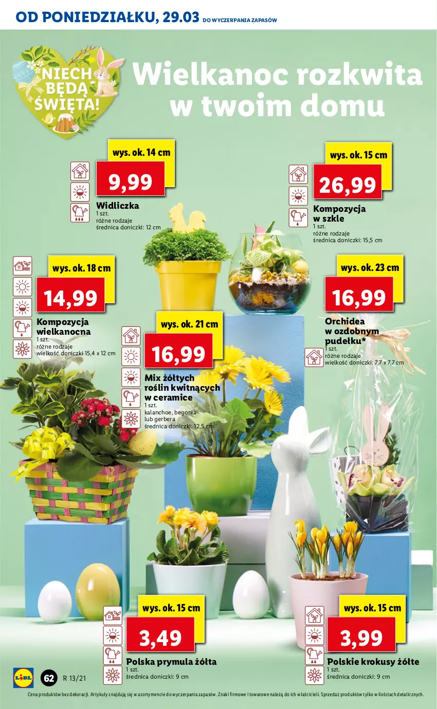 Gazetka promocyjna Lidl - GAZETKA - ważna 29.03 do 31.03.2021 - strona 62 - produkty: Gerber, Kalanchoe, Krokus, Prymula