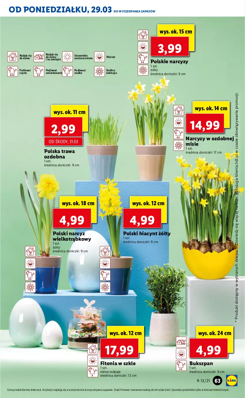 Gazetka promocyjna Lidl - GAZETKA - ważna 29.03 do 31.03.2021 - strona 63 - produkty: Cień, Hiacynt, Narcyz, O nas