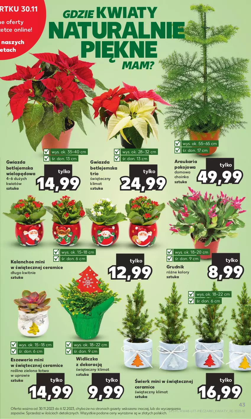 Gazetka promocyjna Kaufland - Gazetka tygodnia - ważna 30.11 do 06.12.2023 - strona 43 - produkty: Choinka, Gwiazda, Inka, Kalanchoe, Piec