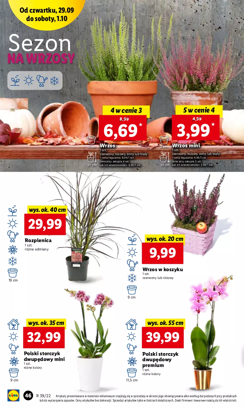 Gazetka promocyjna Lidl - GAZETKA - ważna 29.09 do 01.10.2022 - strona 46 - produkty: Kosz, Storczyk