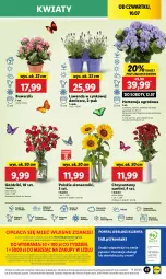 Gazetka promocyjna Lidl - GAZETKA - Gazetka - ważna od 12.07 do 12.07.2025 - strona 61 - produkty: Sok, Por, Gra, Cynk, Cień, O nas, Portal, Laur, Mola, Bukiet