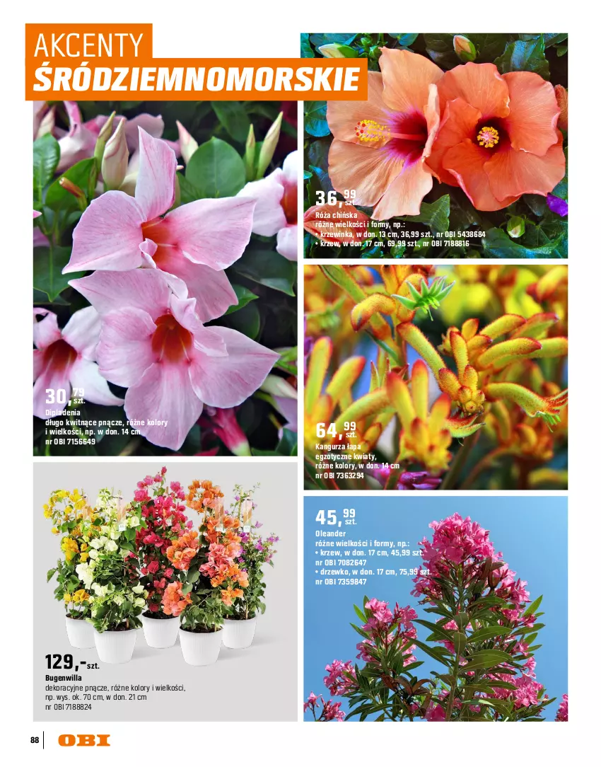 Gazetka promocyjna Obi - Gazetka OBI - ważna 16.03 do 31.08.2026 - strona 88 - produkty: Groszek, Inka, Róża