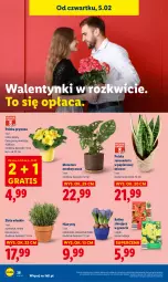 Gazetka promocyjna Lidl - GAZETKA - Gazetka - ważna od 07.02 do 07.02.2026 - strona 40 - produkty: Gra, Hiacynt, Papier, Prymula, Tera, Mięta