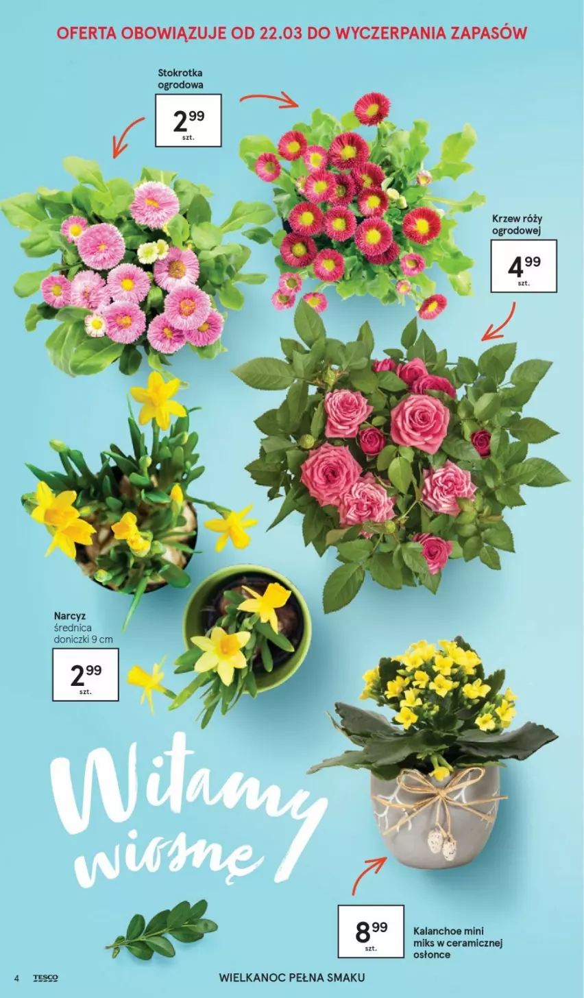 Gazetka promocyjna Tesco - Tesco katalog Wielkanoc - ważna 18.03 do 03.04.2021 - strona 4 - produkty: Kalanchoe, Narcyz