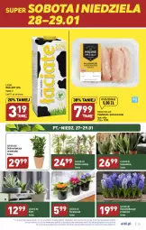 Gazetka promocyjna Aldi - Pełny katalog - Gazetka - ważna od 29.01 do 29.01.2023 - strona 23 - produkty: Kurczak, Hiacynt, Zioła w doniczce, Mięsne specjały, Narcyz, Mleko