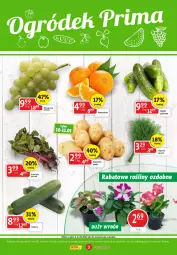 Gazetka promocyjna Prim Market - Gazetka - ważna od 11.05 do 11.05.2022 - strona 3 - produkty: Sok, Inka, Ziemniaki, Pomarańcze, Koperek pęczek, Winogrona, Wino, Grunt