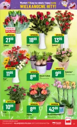 Gazetka promocyjna PoloMarket - Gazetka pomocyjna - Gazetka - ważna od 02.04 do 02.04.2024 - strona 49 - produkty: Hiacynt, Tulipan, Róża, Kalanchoe, Wazon, Storczyk, Bukiet