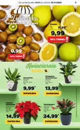 Gazetka promocyjna Netto - Artykuły spożywcze - Gazetka - ważna od 19.11 do 19.11.2022 - strona 5 - produkty: Szlumbergera, Kiwi, Gwiazda, Dron, Pomelo