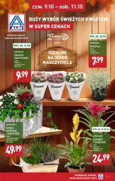 Gazetka promocyjna Aldi - Oferta specjalna - Gazetka - ważna od 11.10 do 11.10.2025 - strona 7 - produkty: Ananas, Kosz, Kalanchoe, Fa