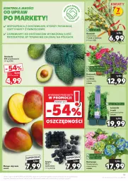 Gazetka promocyjna Kaufland - Gazetka tygodnia - Gazetka - ważna od 05.06 do 05.06.2024 - strona 17 - produkty: Róża, Dzwonek, Jeżyny, Półka, Mango