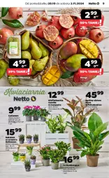 Gazetka promocyjna Netto - Artykuły spożywcze - Gazetka - ważna od 02.11 do 02.11.2024 - strona 9 - produkty: NBA, Gra, Granat, Chia, Kosz, Dron, Mango, Sukulent