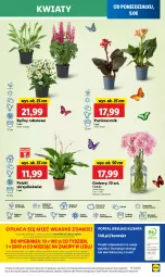 Gazetka promocyjna Lidl - GAZETKA - Gazetka - ważna od 11.06 do 11.06.2025 - strona 65 - produkty: Sok, Por, Gra, Gerber, Cień, O nas, Portal, Laur, Mola, Bukiet