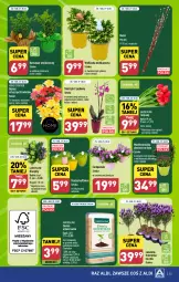 Gazetka promocyjna Aldi - Pełna oferta - Gazetka - ważna od 30.03 do 30.03.2024 - strona 35 - produkty: Campanula, Hiacynt, Tulipan, Rzeżucha, Storczyk, Bukiet