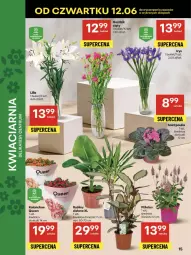 Gazetka promocyjna Delikatesy Centrum - Franczyza DC24 Czwartek - Gazetka - ważna od 18.06 do 18.06.2025 - strona 15 - produkty: Kalanchoe, Bukiet