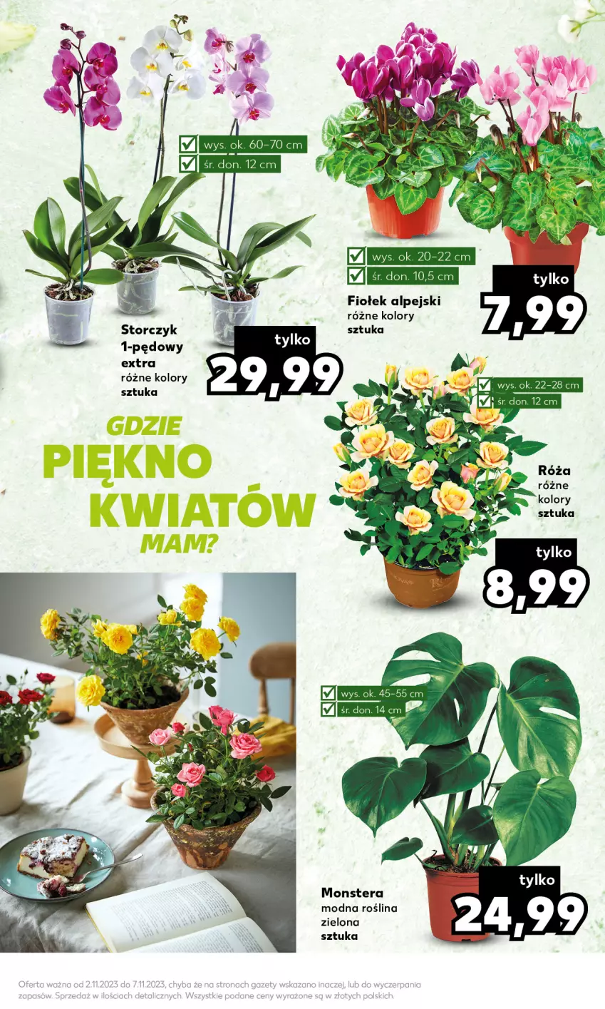 Gazetka promocyjna Kaufland - Mocny Start - ważna 06.11 do 07.11.2023 - strona 13 - produkty: Róża, Storczyk, Tera