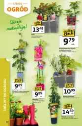 Gazetka promocyjna Auchan - Gazetka 30 Lat Hipermarket Auchan - Gazetka - ważna od 22.04 do 22.04.2026 - strona 6 - produkty: Por, Róża, Wino, Gres, Fa