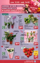 Gazetka promocyjna Aldi - Oferta na walentynki - Gazetka - ważna od 14.02 do 14.02.2026 - strona 5 - produkty: Róża, Truskawki, Kalanchoe, Storczyk, Narcyz