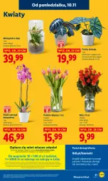 Gazetka promocyjna Lidl - GAZETKA - Gazetka - ważna od 12.11 do 12.11.2025 - strona 63 - produkty: Por, Gra, Tulipan, Portal, Velvet, Lack, Laur, Storczyk, Mola, Bukiet, Ogród