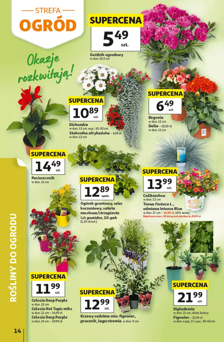 Gazetka promocyjna Auchan - Gazetka 30 Lat Hipermarket Auchan - ważna 14.05 do 20.05.2026 - strona 14 - produkty: Grunt, Ogórek, Piast, Pur, Sałat, Top