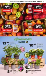 Gazetka promocyjna Netto - Artykuły spożywcze - Gazetka - ważna od 11.05 do 11.05.2024 - strona 7 - produkty: Chryzantema, Morela, Kosz, Kiwi, Nektarynka, Nektar