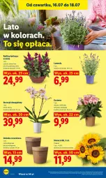 Gazetka promocyjna Lidl - Gazetka ważna od 16.07 do 18.07 - Gazetka - ważna od 18.07 do 18.07.2026 - strona 94 - produkty: Chryzantema, Kalanchoe, Storczyk, Bukiet, Osłonka