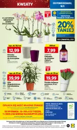 Gazetka promocyjna Lidl - GAZETKA - Gazetka - ważna od 20.11 do 20.11.2024 - strona 63 - produkty: Top, Sok, Por, Gra, Tulipan, Cień, O nas, Storczyk, Mola, Bukiet, Odżywka, Osłonka