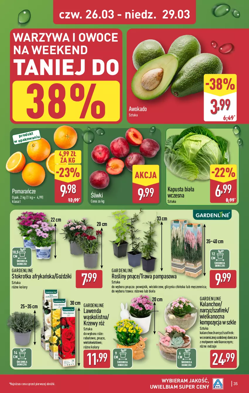 Gazetka promocyjna Aldi - Pełna oferta - ważna 23.03 do 29.03.2026 - strona 35 - produkty: Kalanchoe, Narcyz, Owoce, Pomarańcze, Warzywa, Warzywa i owoce